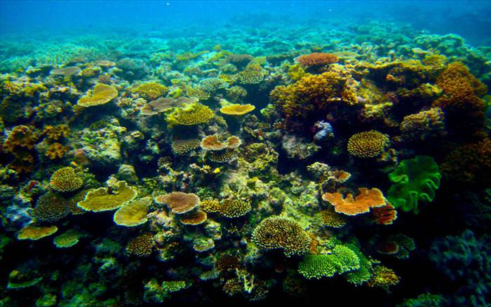 great barrier reef photos