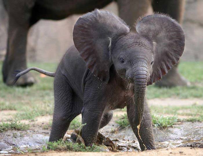 35 Baby Elephants that Will Melt Your Heart! | Nature - BabaMail