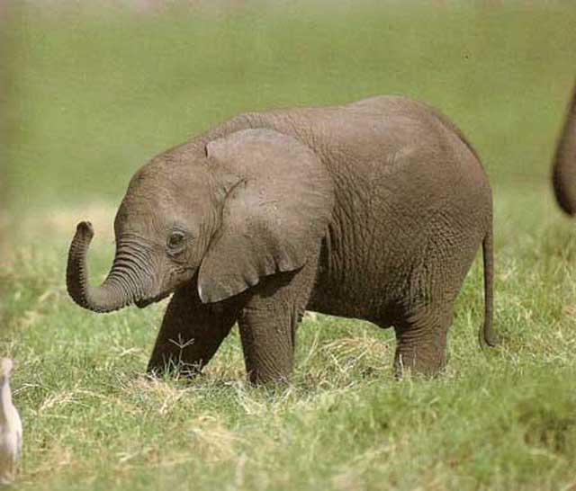 baby elephants