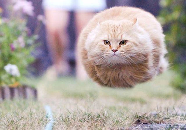 animal hovering