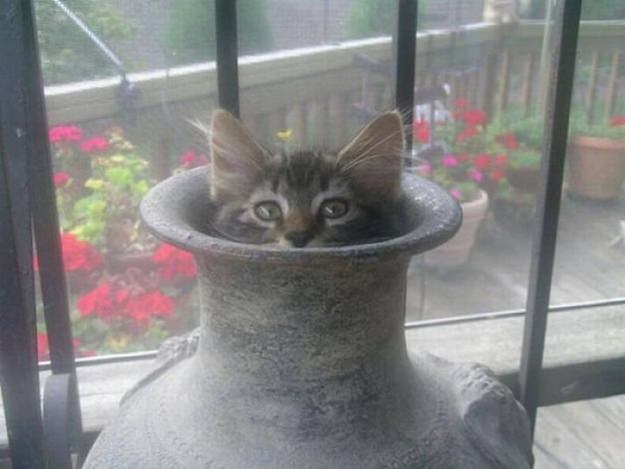 cats hide and seek
