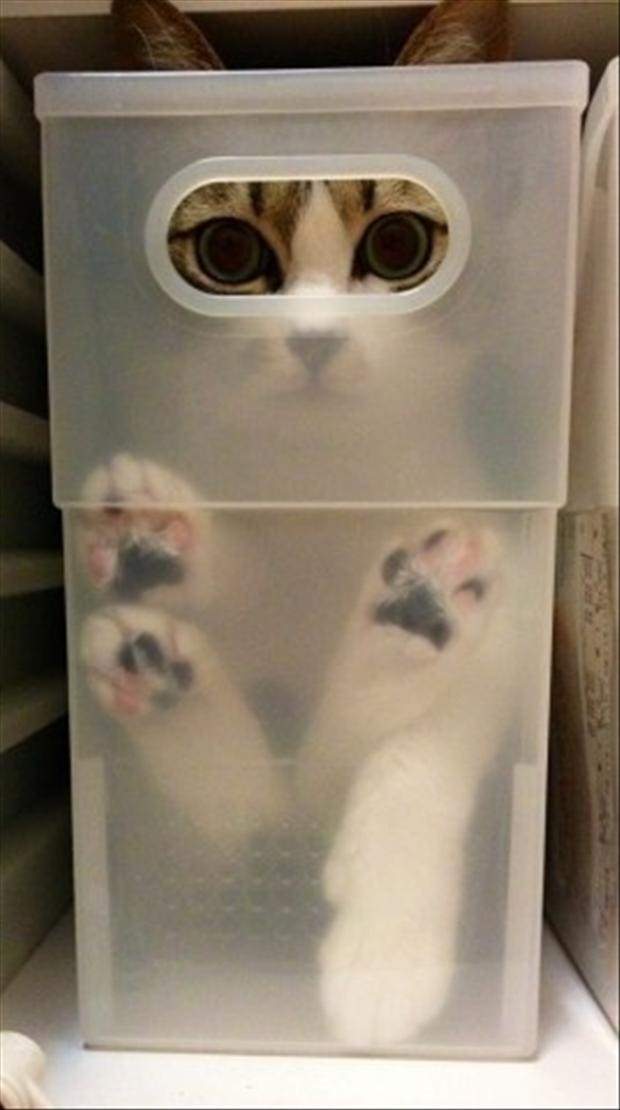 cats hide and seek