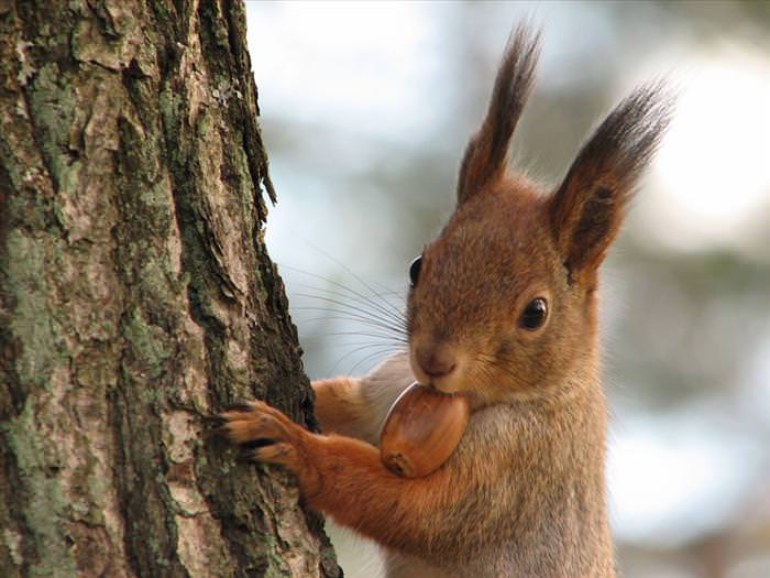 photos of squirrels