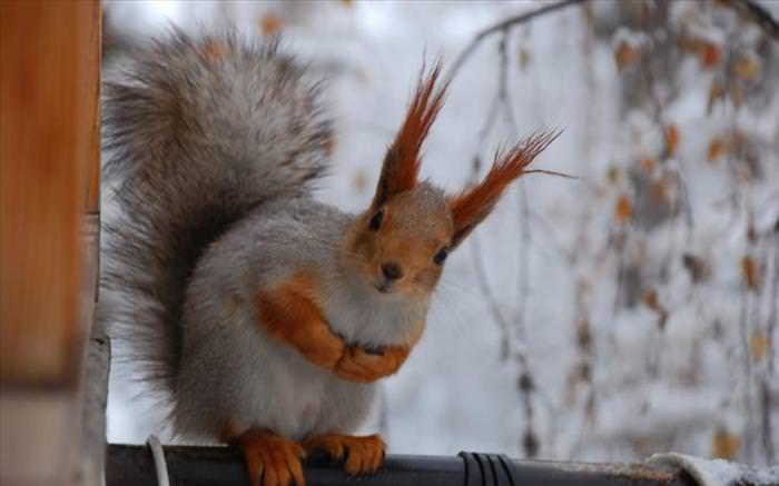 photos of squirrels