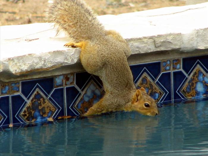 photos of squirrels