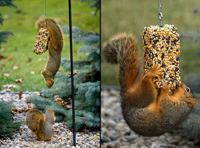 photos of squirrels