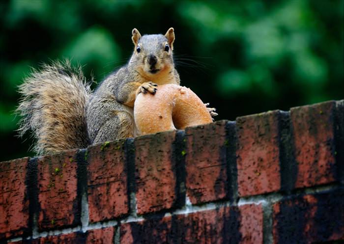 photos of squirrels