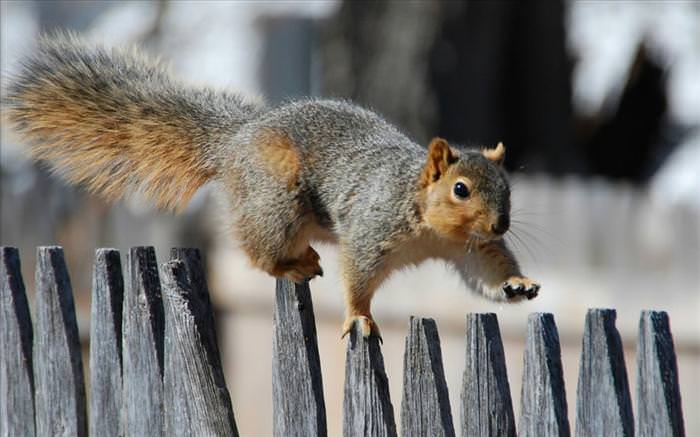 photos of squirrels