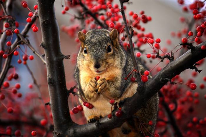 photos of squirrels