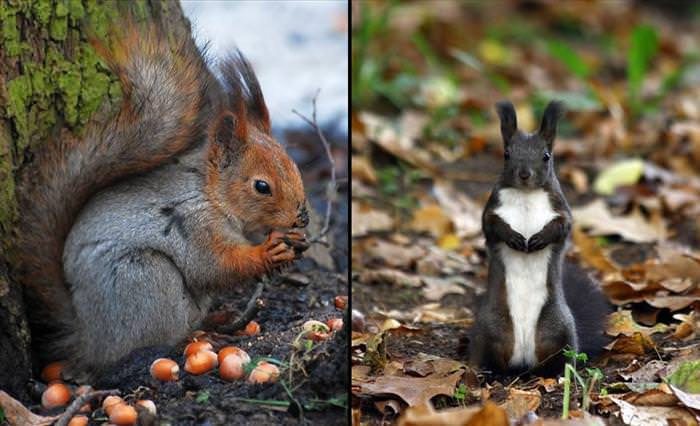 photos of squirrels