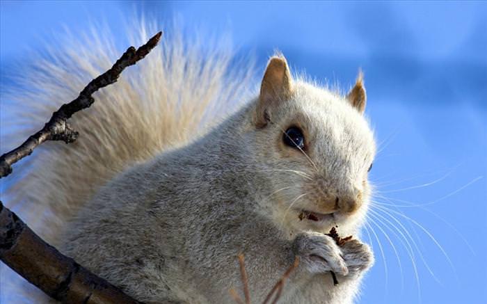 photos of squirrels