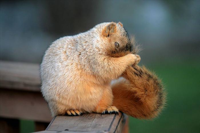 photos of squirrels