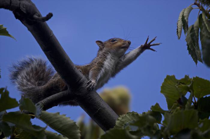 photos of squirrels