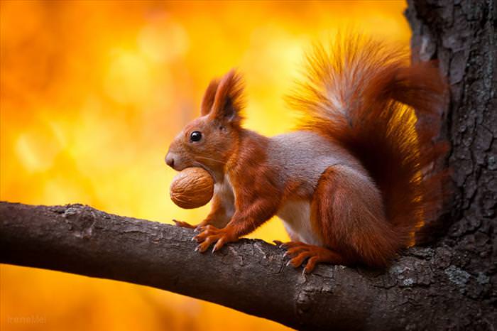 photos of squirrels