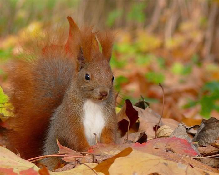 photos of squirrels