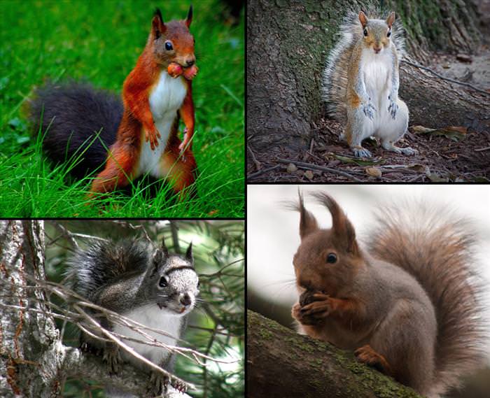 photos of squirrels