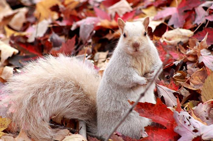 photos of squirrels