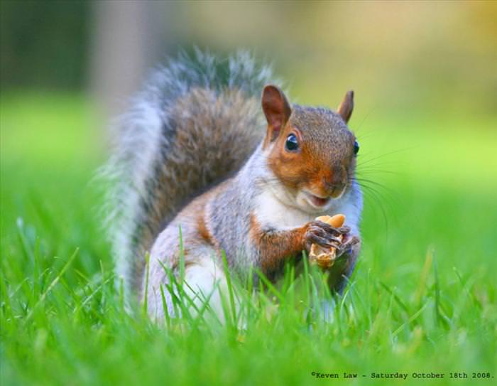 photos of squirrels