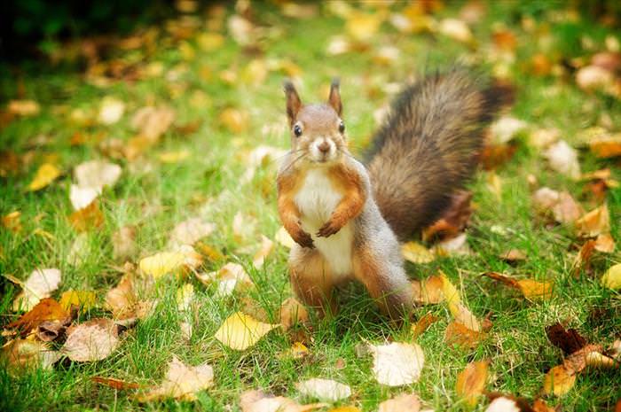 photos of squirrels