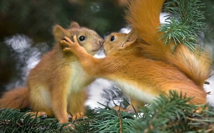 photos of squirrels