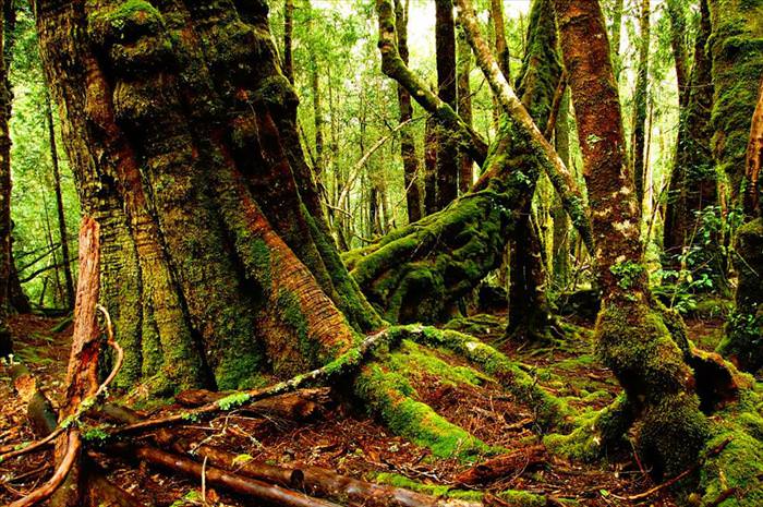 tasmanian wilderness