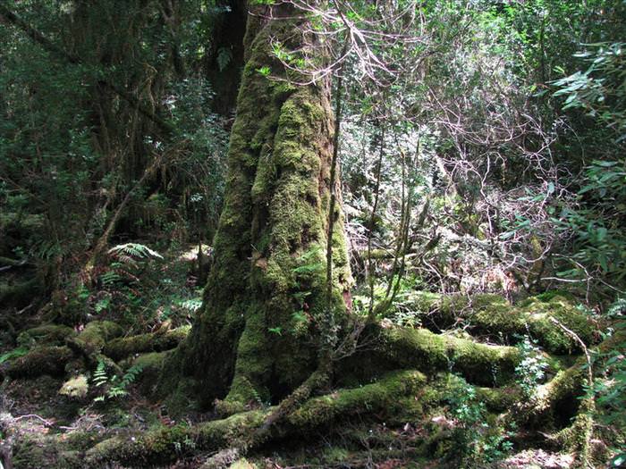 tasmanian wilderness