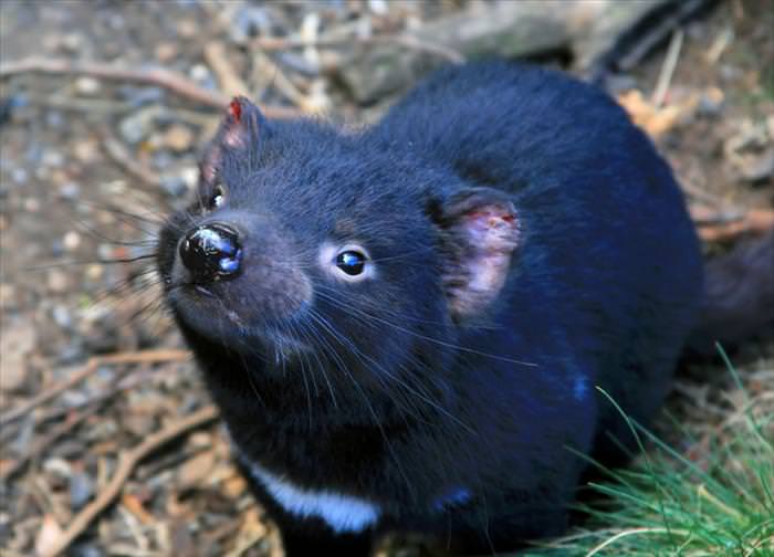 tasmanian wilderness