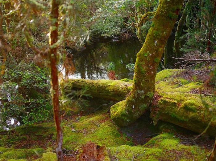 tasmanian wilderness