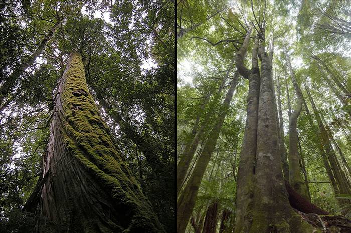 tasmanian wilderness