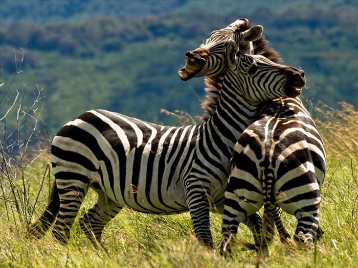 safari animals