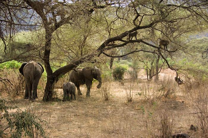 safari animals