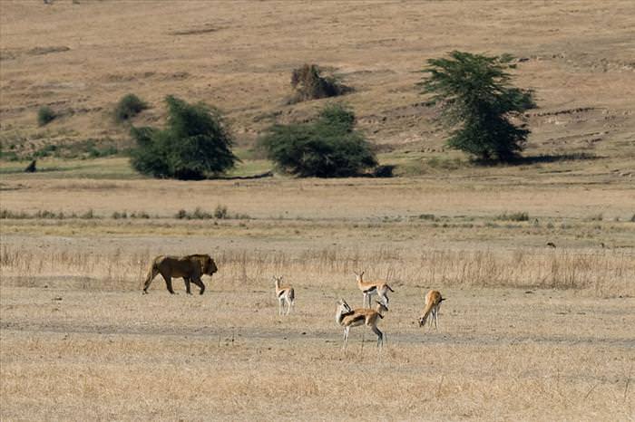 safari animals