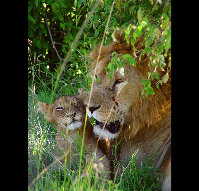 safari animals