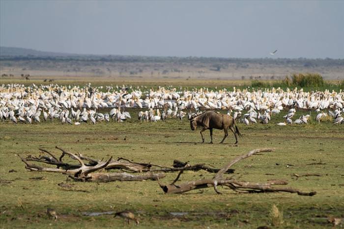 safari animals