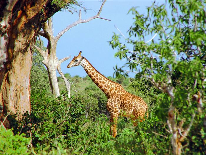 safari animals