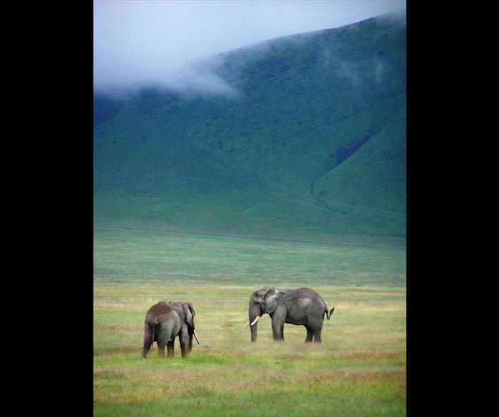 safari animals