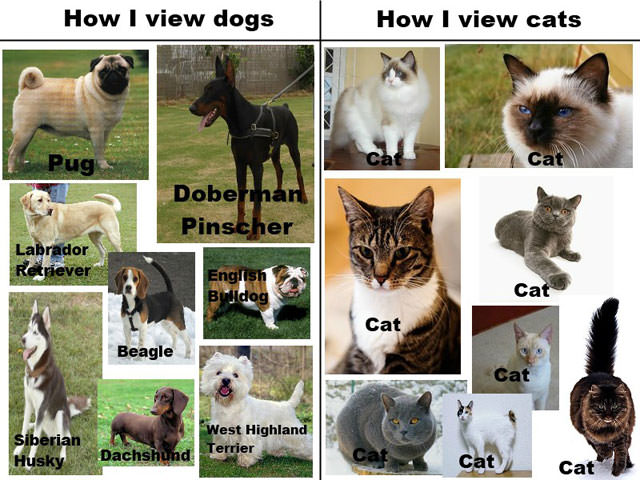 cats and dogs funny