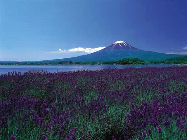 The Divine beauty of Mount Fuji | Travel - BabaMail