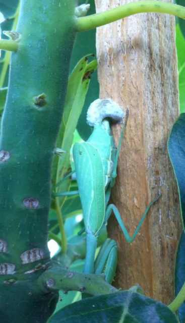 praying mantis birth
