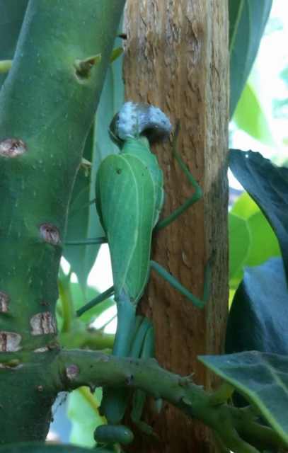 praying mantis birth
