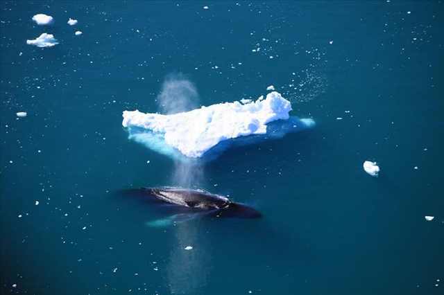 iceberg photos