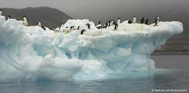 penguin photos