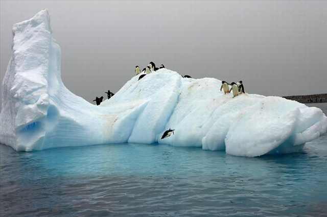 penguin photos