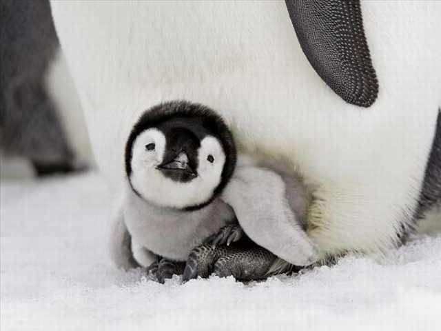 cute baby penguins