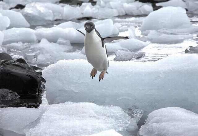 penguin photos