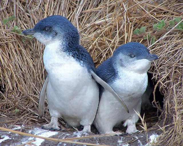 penguin photos