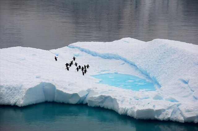 penguin photos