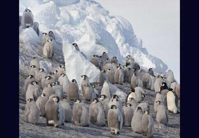 penguin photos