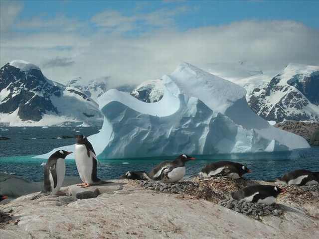 penguin photos