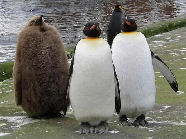 penguin photos